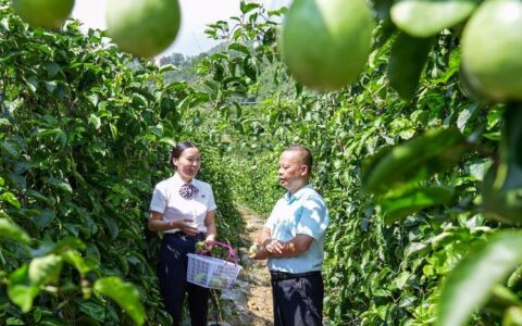 助力乡村振兴：农商银行小额贷款全方位解读