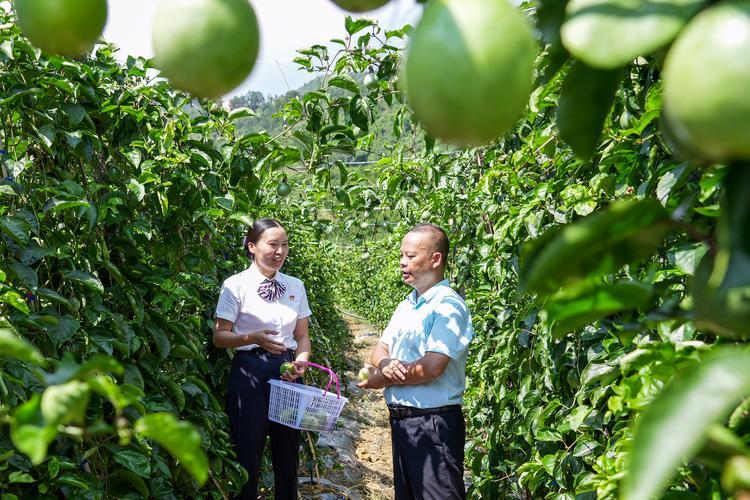 助力乡村振兴：农商银行小额贷款全方位解读