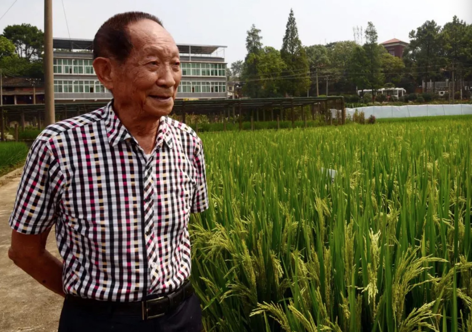 袁隆平逝世一周年：风吹过稻田，我想您了