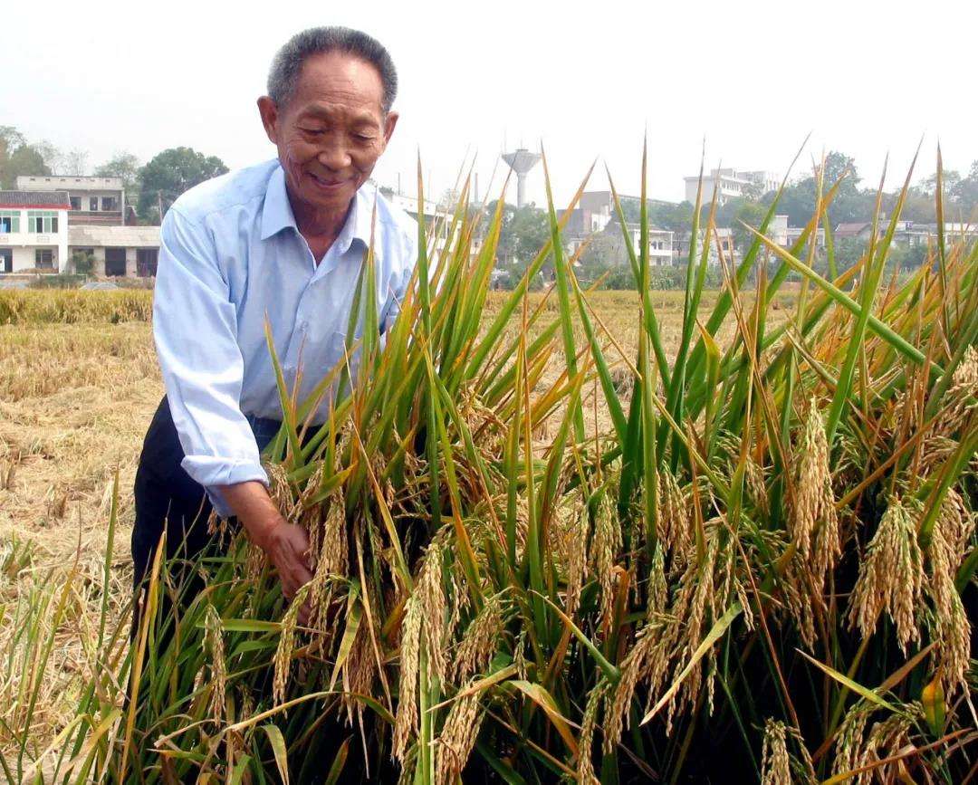 袁隆平逝世一周年：风吹过稻田，我想您了